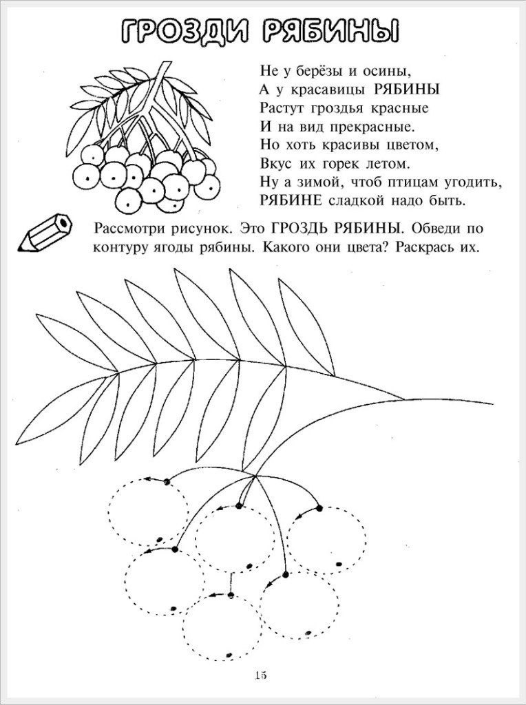 учимся рисовать гроздь рябины
