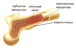 строение кости
