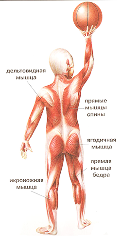 Что такое мышцы человека - сзади