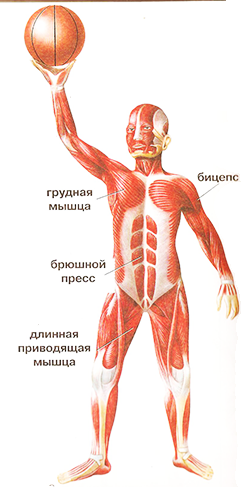 Что такое мышцы человека - спереди
