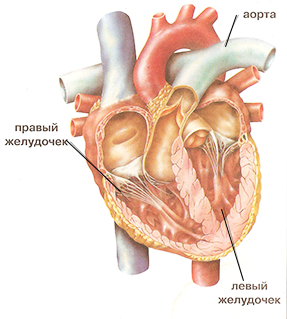сердце