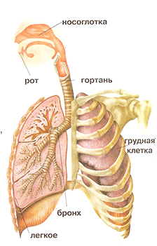 дыхание человека