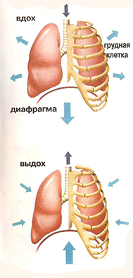 как мы дышим