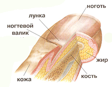 палец