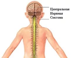 Центральная нервная система