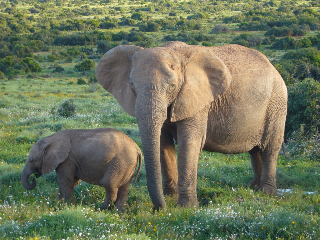 Elephants 1024x768