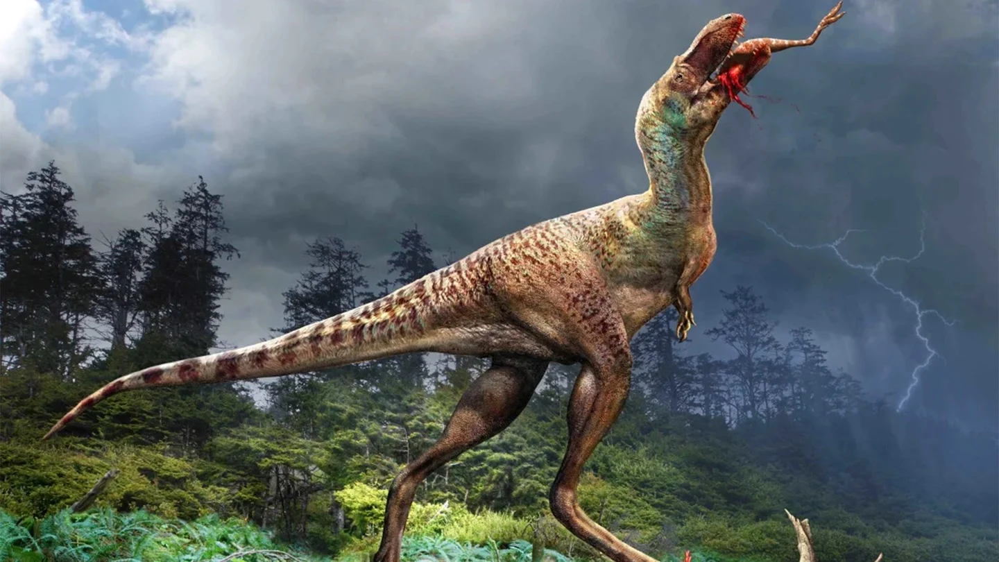 Gorgosaurus libratus