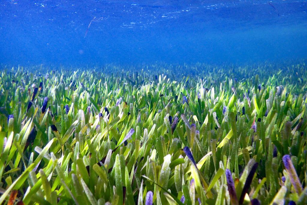 морская трава возрастом 4500 лет