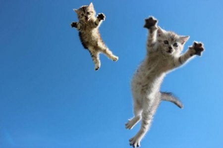Почему кошка при падении всегда приземляется на лапы?