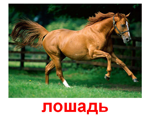 презентация про животных озвученная