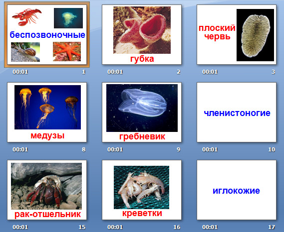 презентация беспозвоночные