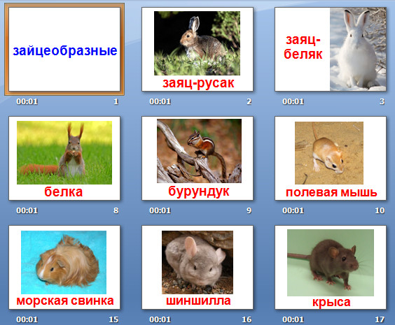 презентация грызуны