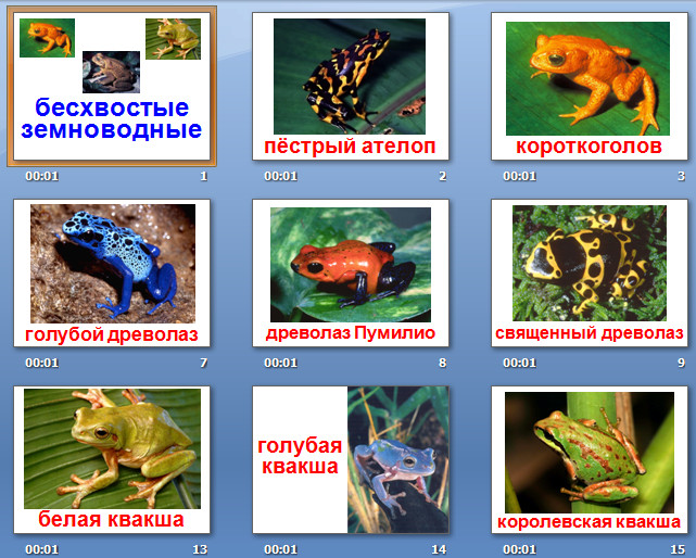 презентация на тему земноводные