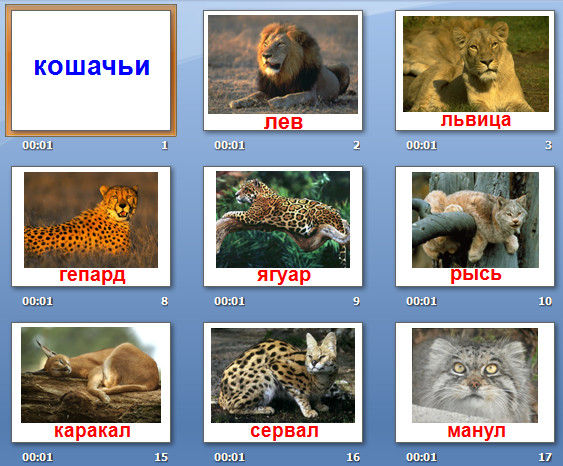 кошачьи презентация