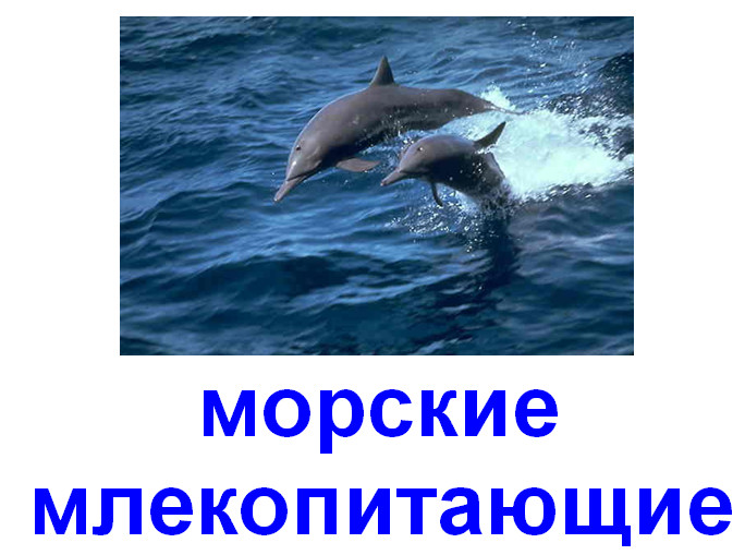 морские млекопитающие презентация