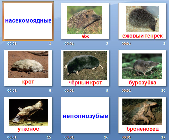 насекомоядные презентация