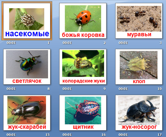 презентация жуки