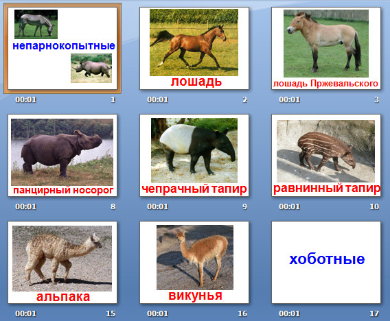 презентация животный мир