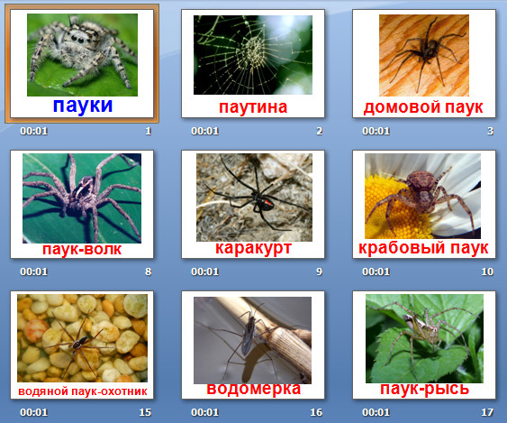 презентация пауки
