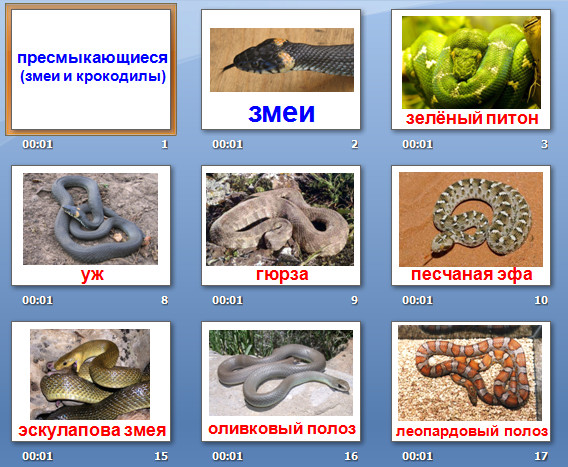 презентация пресмыкающиеся