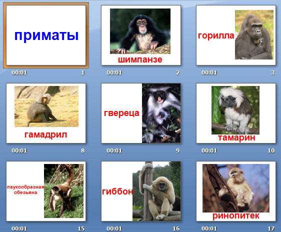 семейство приматов