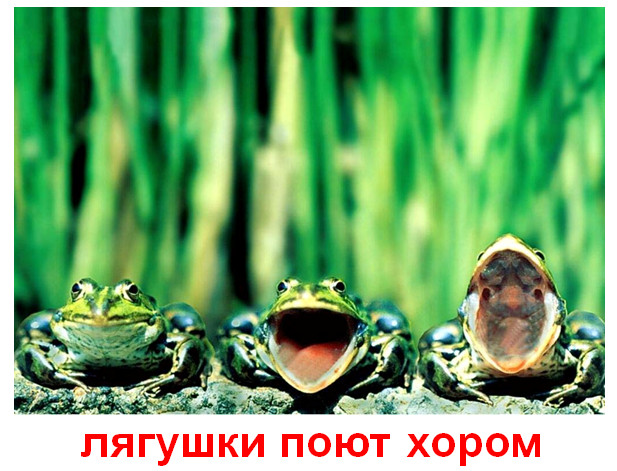 презентация на тему животные смешные