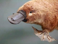 Утконос