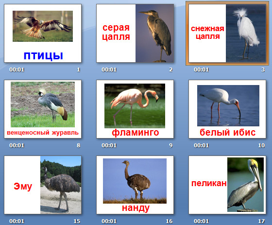 презентация на тему птицы