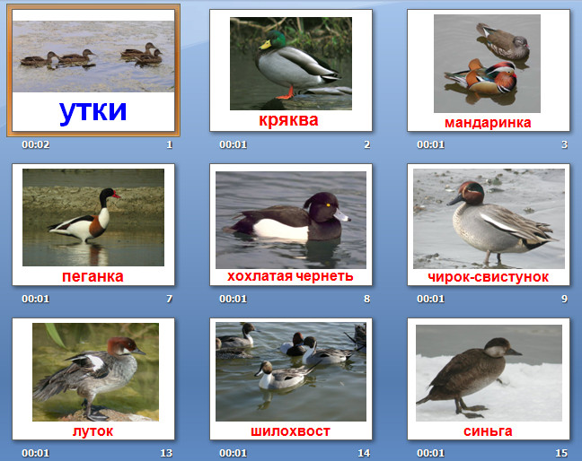 Семейство утиных