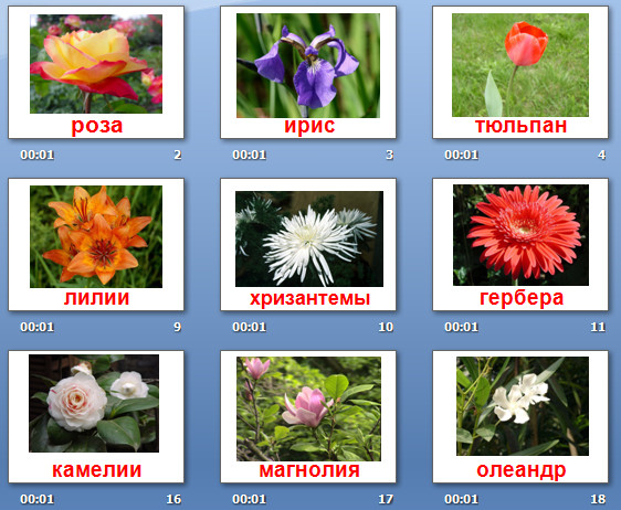 презентация декоративные растения