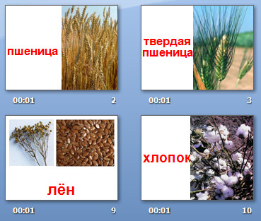 зерновые растения