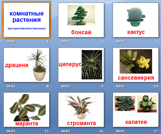 презентация на тему комнатные растения