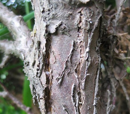 кора