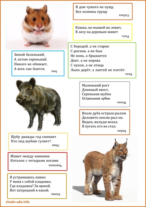 Загадки про животных для детей