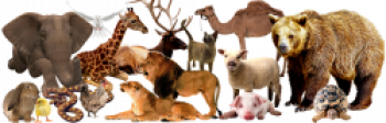 Животные