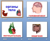 презентация на тему анатомия