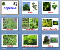 презентация на тему деревья