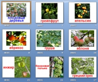 презентация на тему деревья