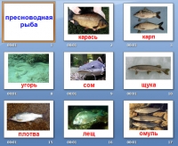 презентация на тему рыбы пресноводные