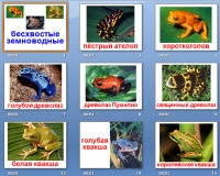 презентация на тему земноводные