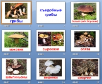 презентация грибы