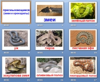 презентация пресмыкающиеся