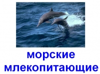 морские млекопитающие презентация