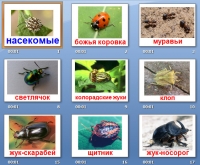 презентация жуки
