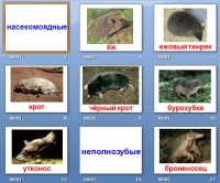 насекомоядные презентация