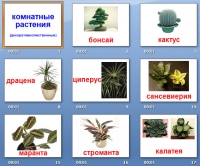 презентация на тему комнатные растения