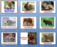 животные и их детеныши презентация