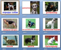 презентация породы собак
