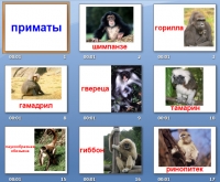 семейство приматов презентация