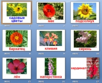 Садовые растения и цветы